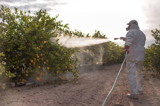 Best Local Pest Control Services  in South Lockport, NY