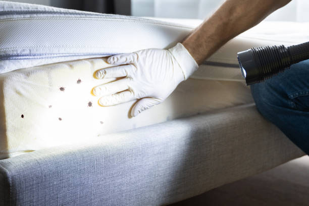 Best Wasp Removal Services  in South Lockport, NY